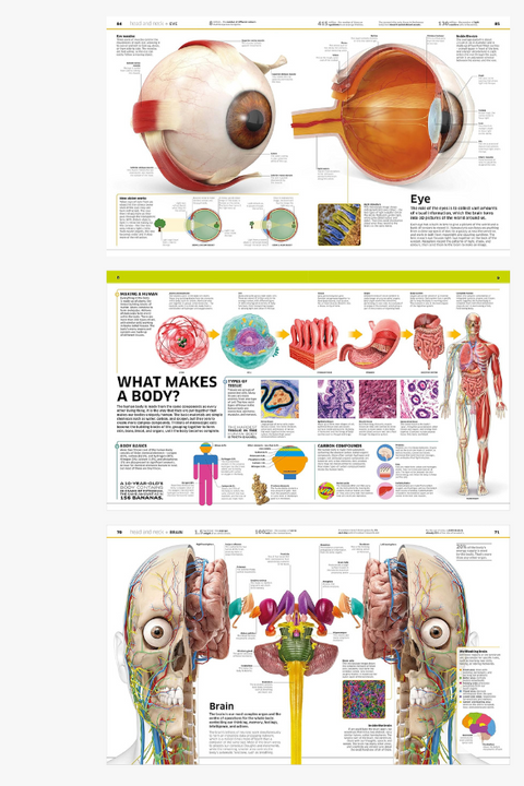 HUMAN BODY! KNOWLEDGE ENCYCLOPEDIA by Rona Skene