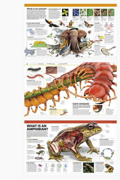 ANIMAL! KNOWLEDGE ENCYCLOPEDIA by John Woodward